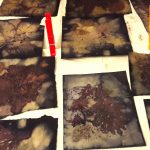 ecoprints on paper made with plants